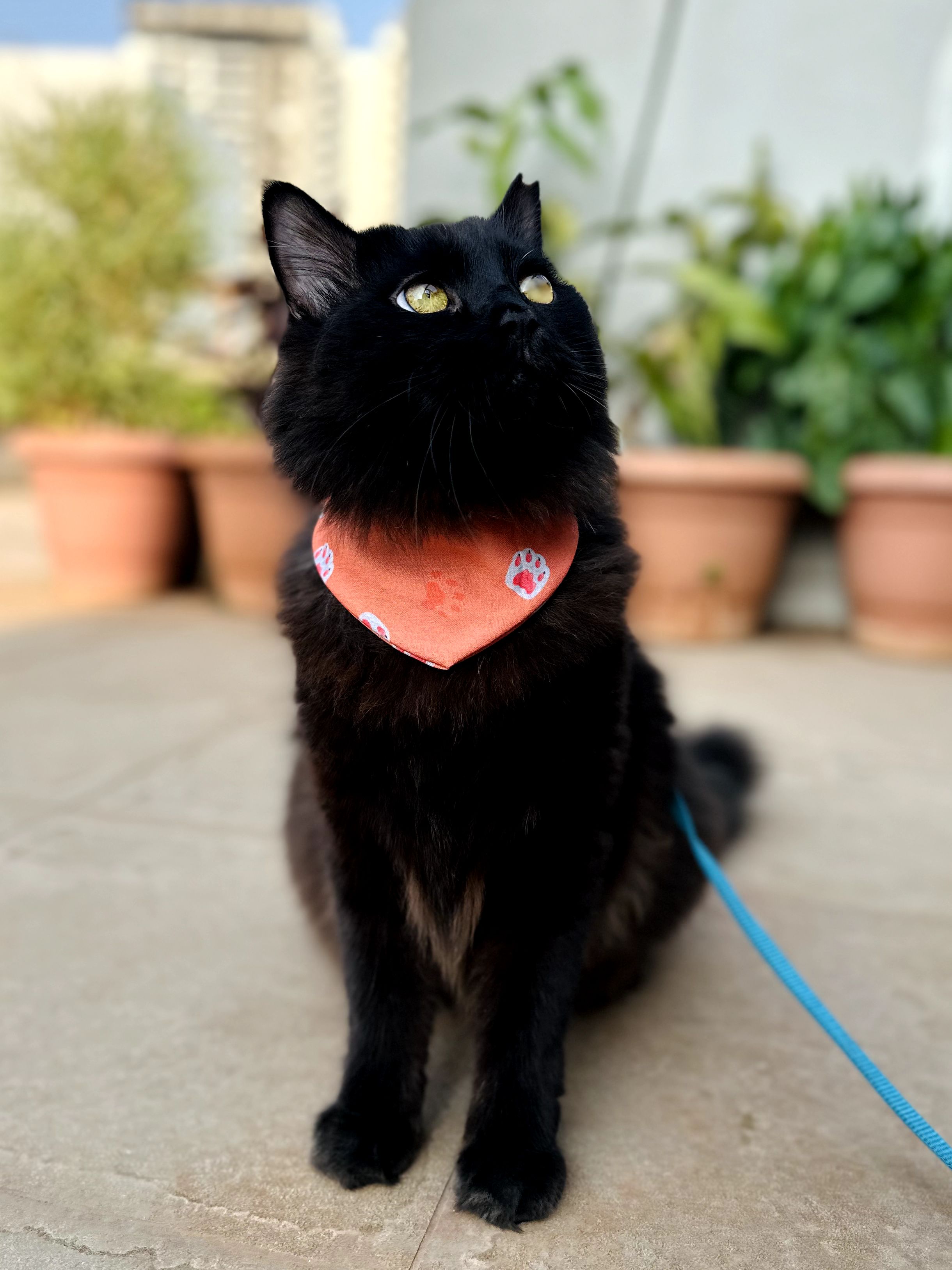 Sunset Paws thumbnail 2