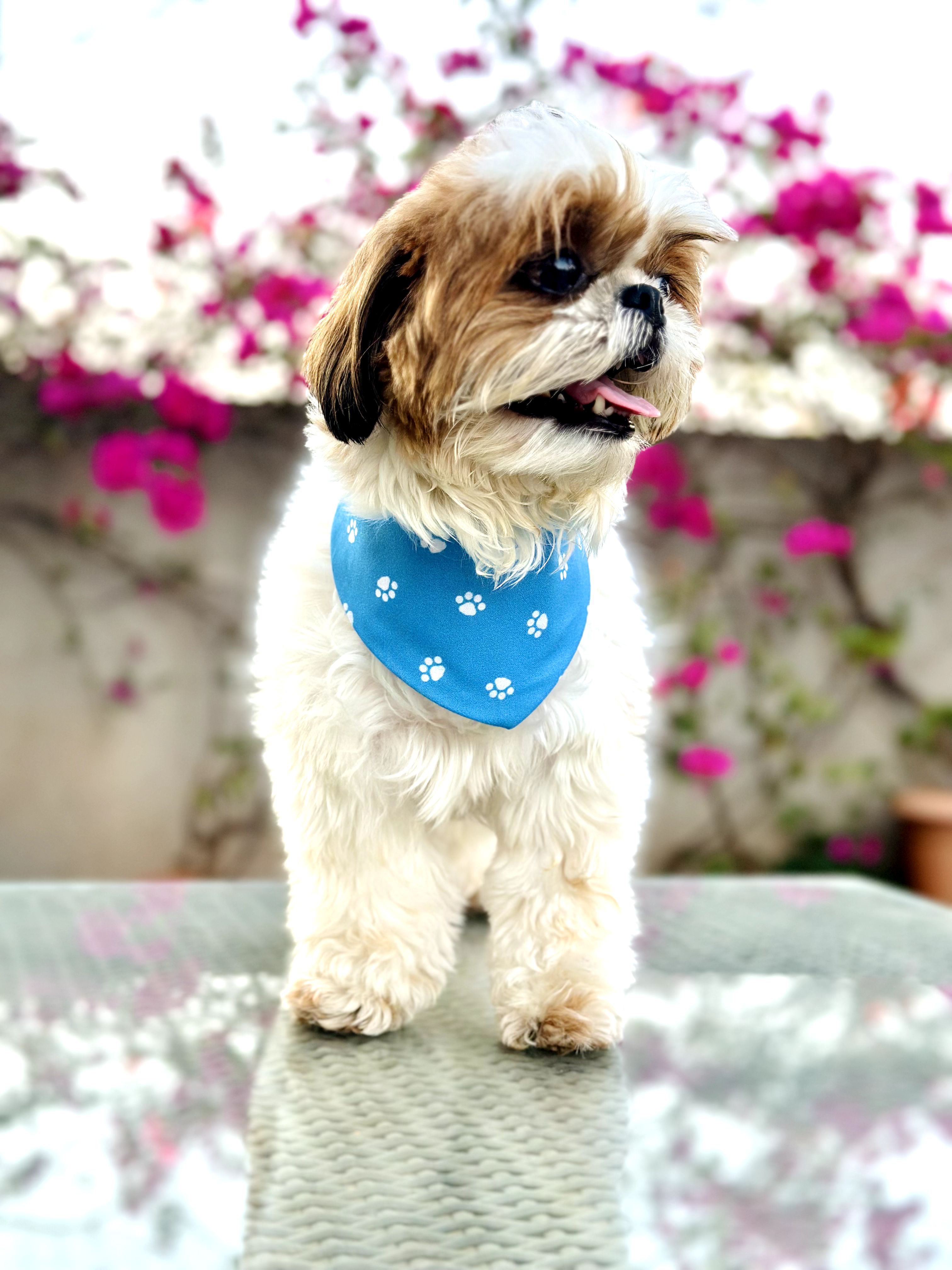 Happy Paws thumbnail 2