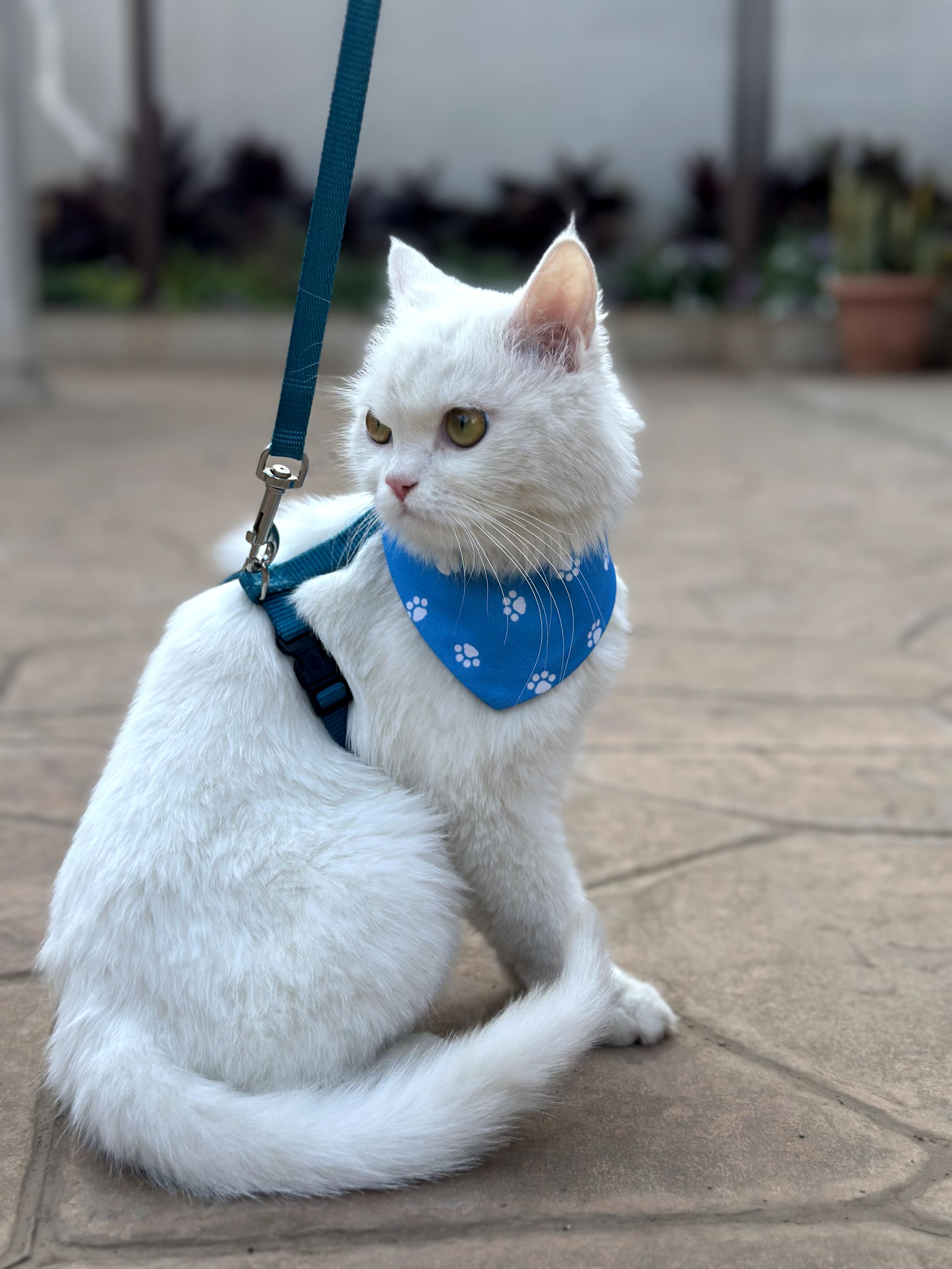 Happy Paws thumbnail 3